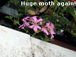 Huge moth again!
