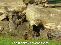 The monkeys were there