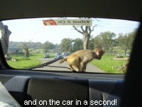 and on the car in a second!