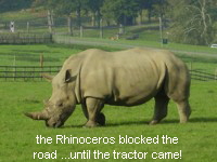 the Rhinoceros blocked the
road ...until the tractor came!