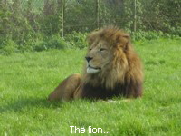 The lion...